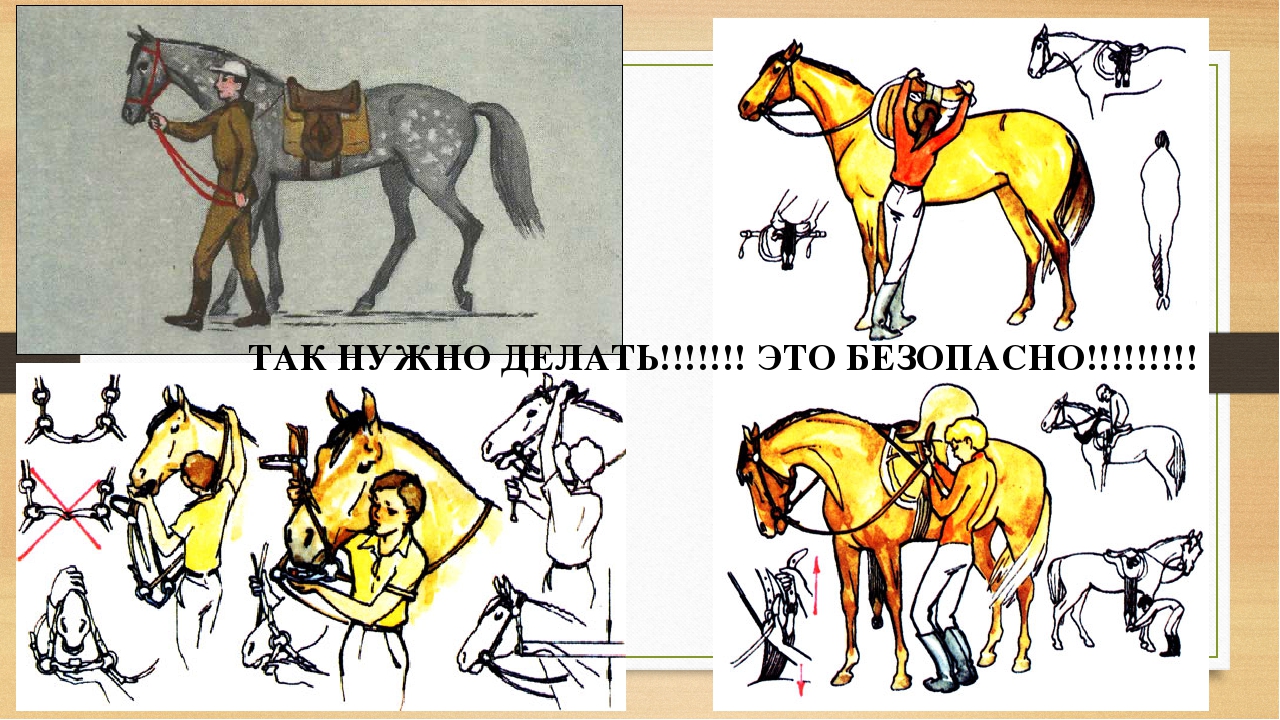 Выбор седла