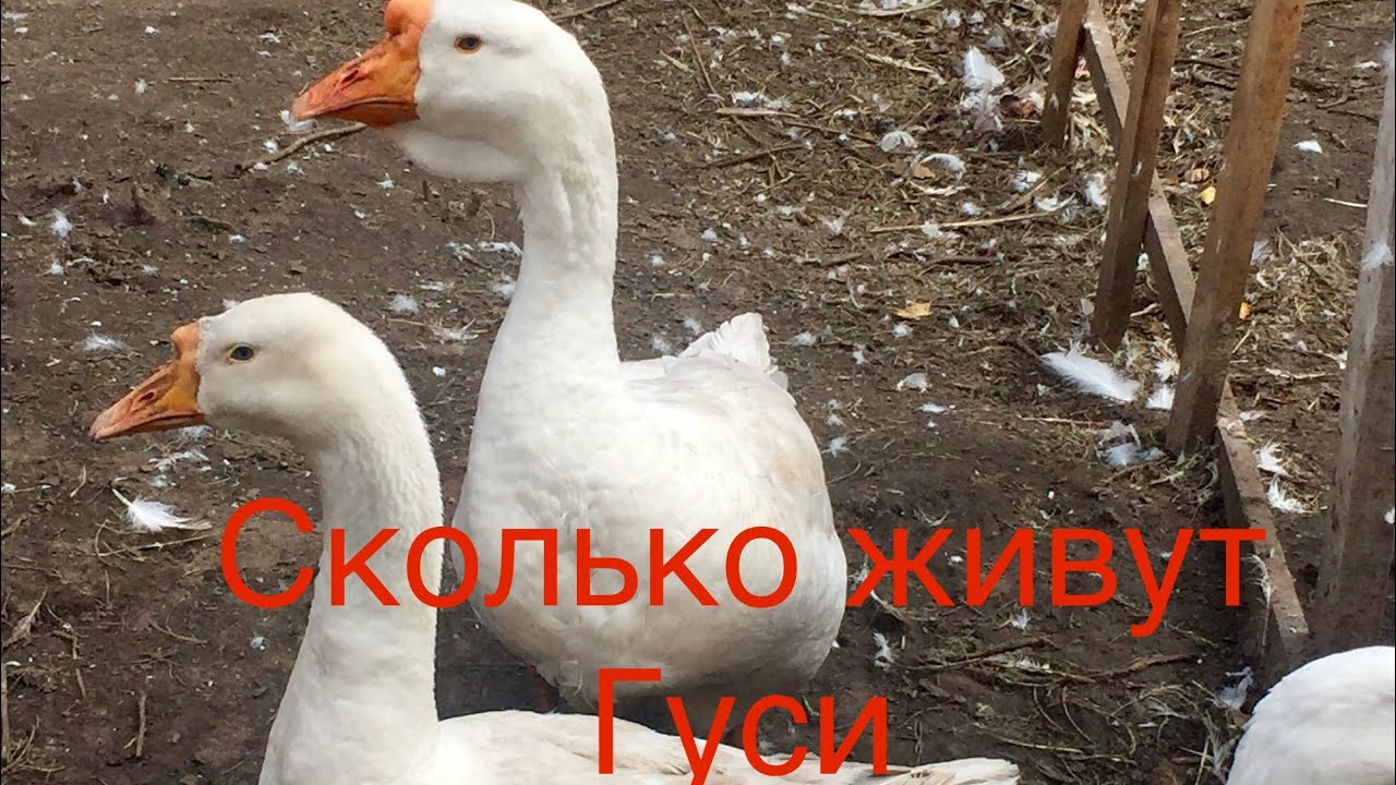 Рацион и условия содержания