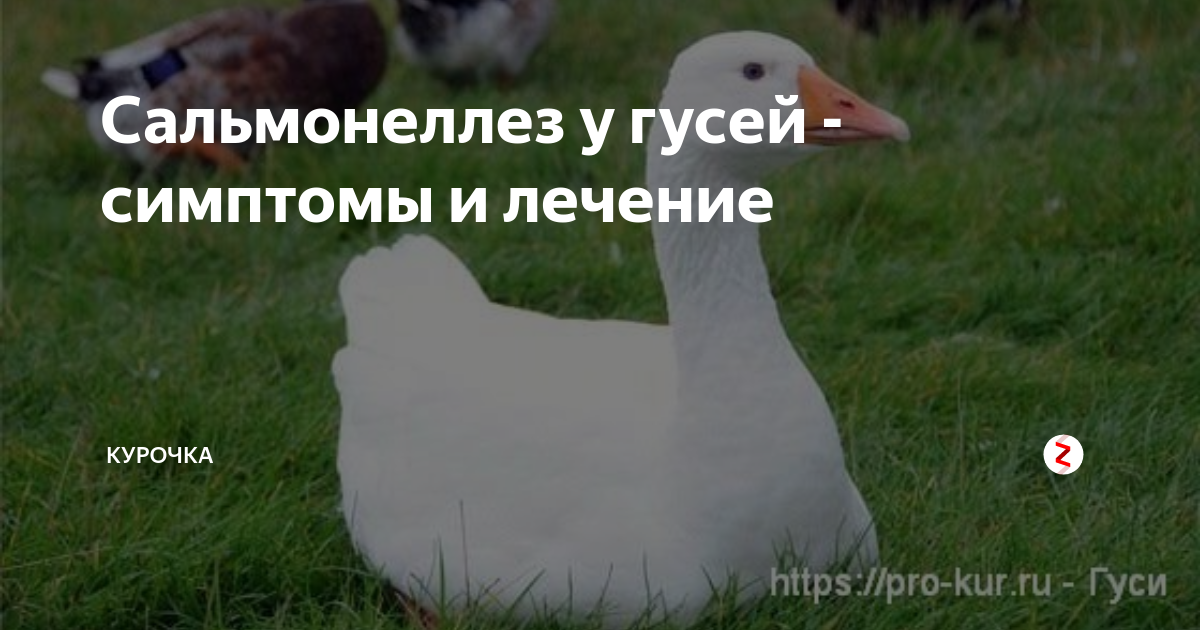 3. Вакцинация