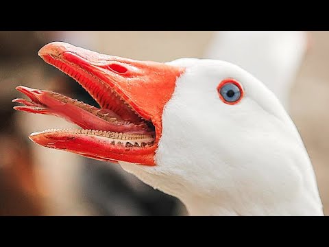 Агрессивные гуси