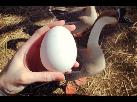 Когда начинают нестись гуси