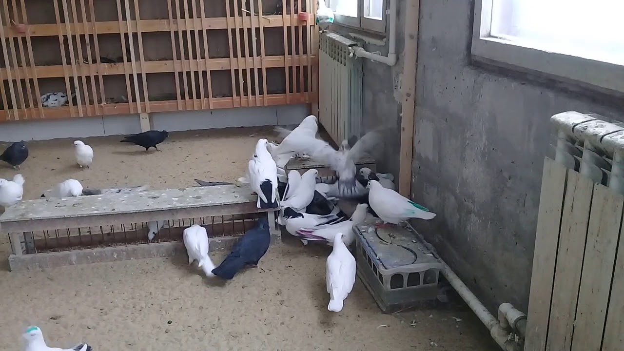 Описание, свойства