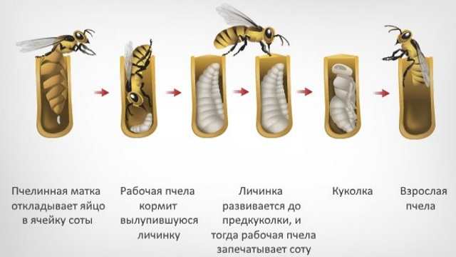 Все о продолжительности жизни пчел