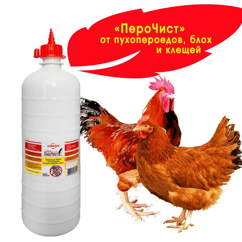 Блохи