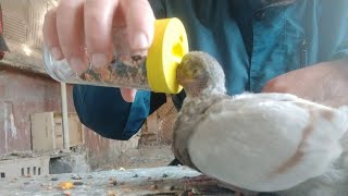 Как и чем выкормить