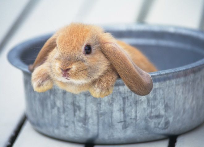 Кролики - это популярные домашние животные, которых часто содержат в качестве компаньонов или для получения дополнительные дохода от разведения. Уход за кроликами в домашних условиях требует определенных знаний и навыков. В этой статье мы расскажем о основных аспектах содержания и ухода за кроликами, чтобы помочь вам обеспечить им комфортные условия и здоровье.