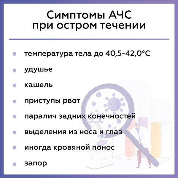 «Чума свиней»