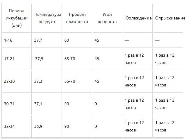 Инкубация уток в инкубаторе