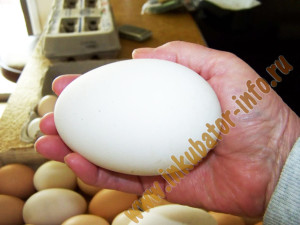Условия содержания