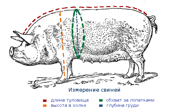 2. Использование весов