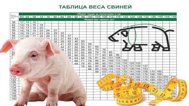  «Как определить вес»