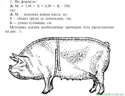 Как определить вес свиньи несколько способов