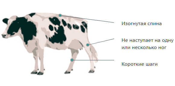Самые распространенные заболевания копыт у бурёнок