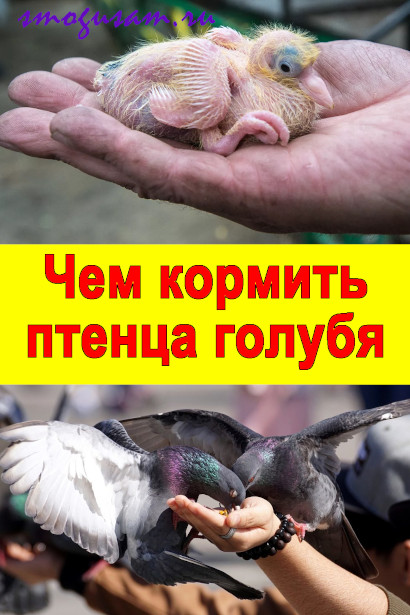 2-я неделя