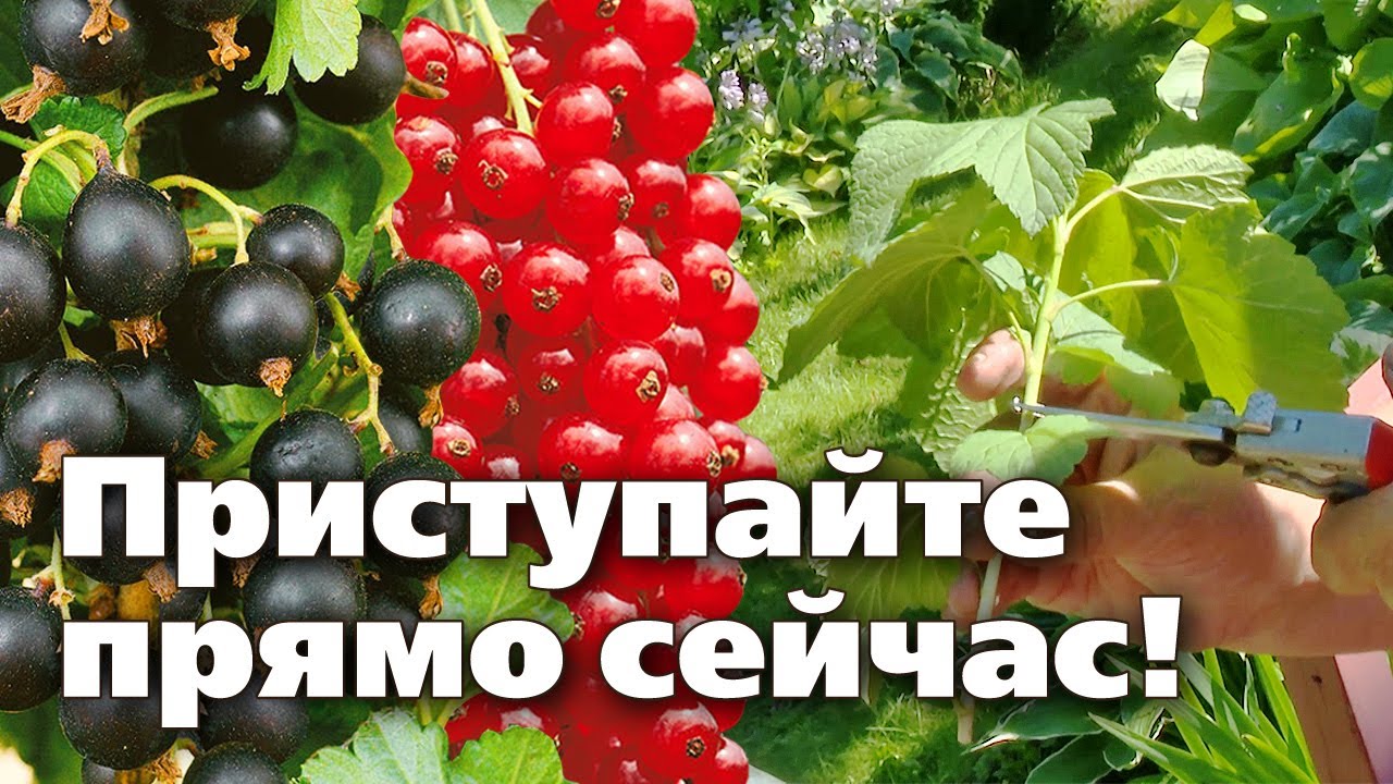 Пошаговая инструкция, как размножить смородину дугообразными отводками летом