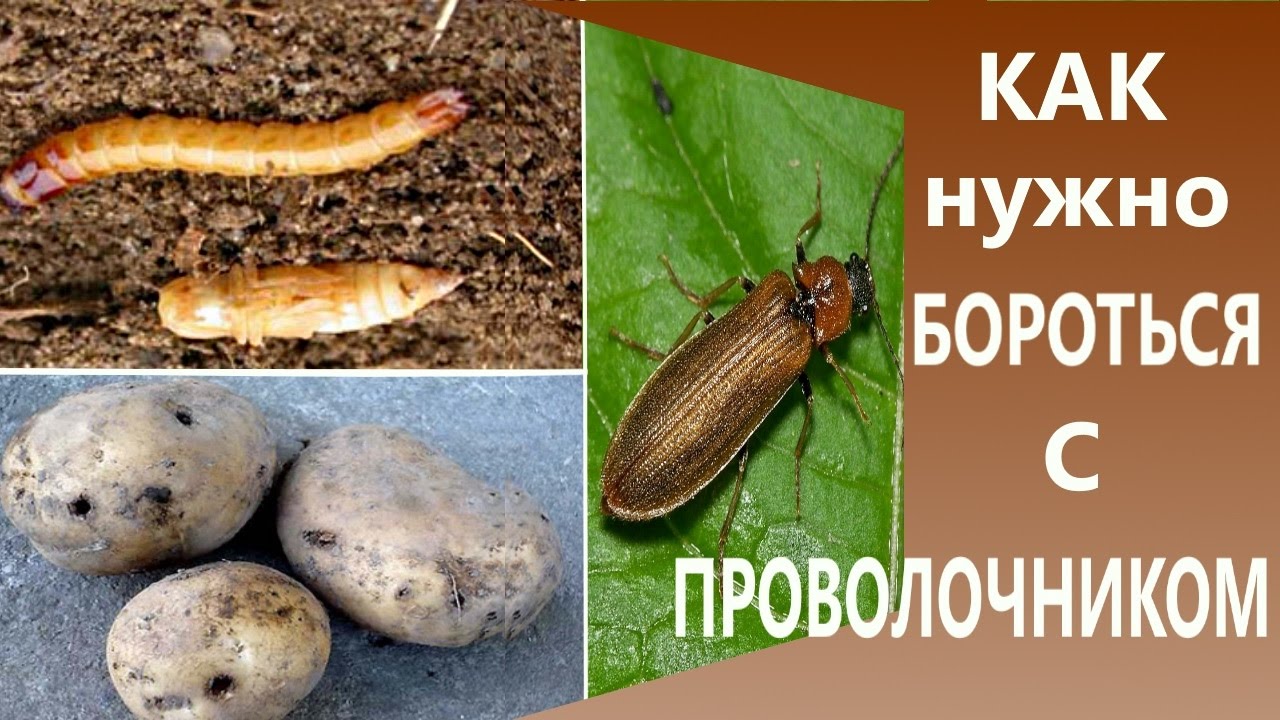 Как выполнить сезонную перекопку