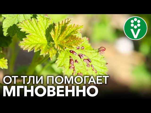 2. Биологические препараты