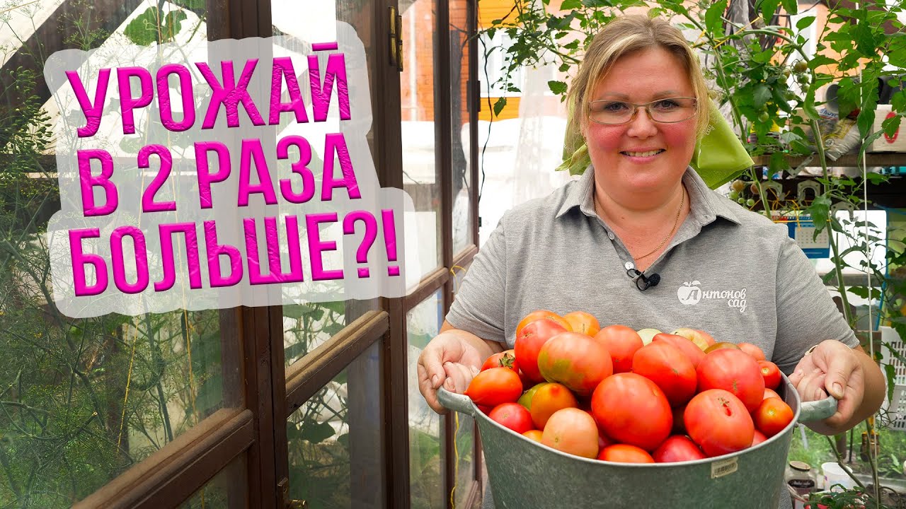 6. Удалите больные и пожелтевшие листья