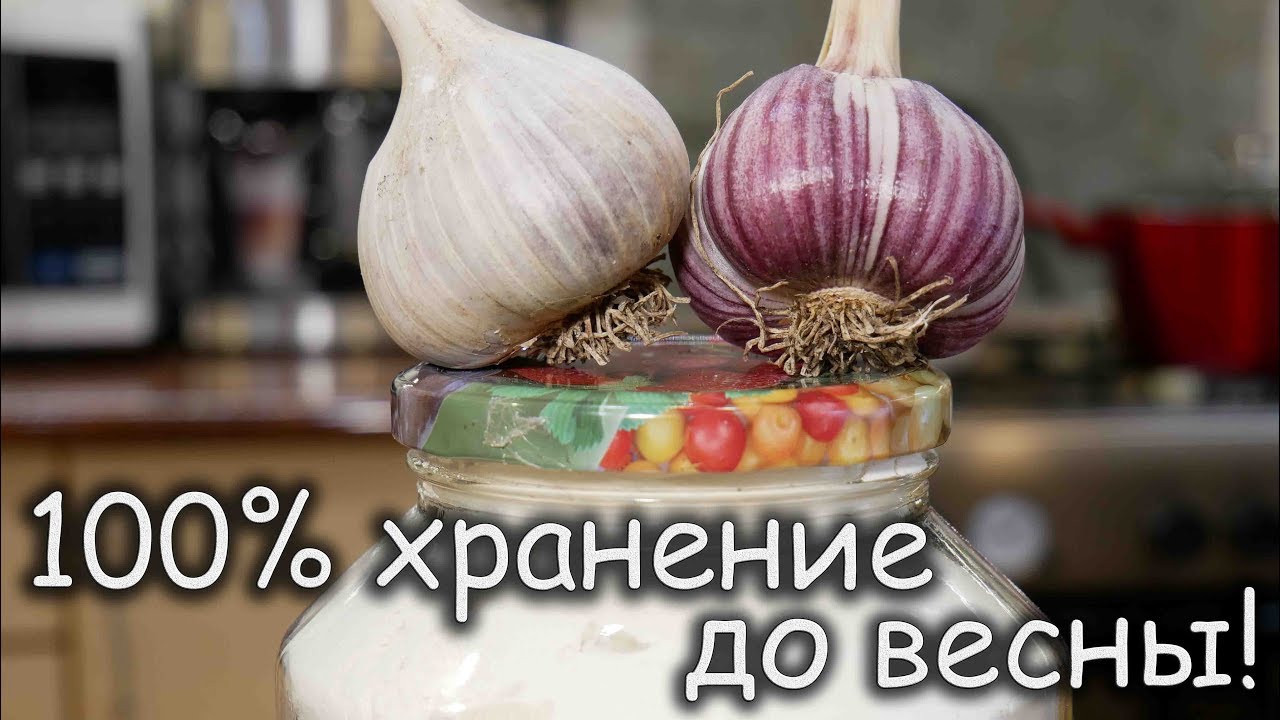 Факторы, влияющие на срок хранения чеснока