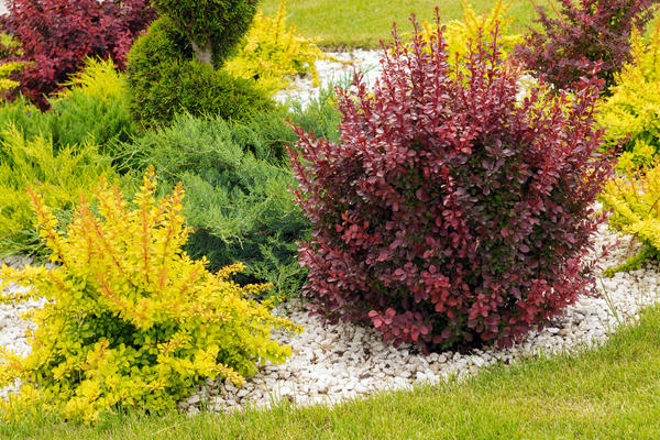 Барбарис Тунберга Адмирейшн (Berberis thunbergii Admiration)
