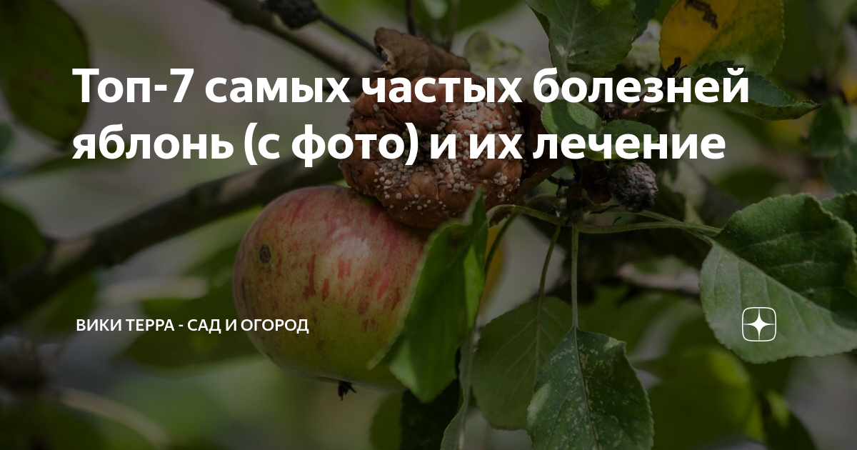 Черный рак