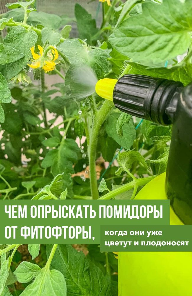 Чем опрыскать помидоры от фитофторы если на них уже завязи и цветы