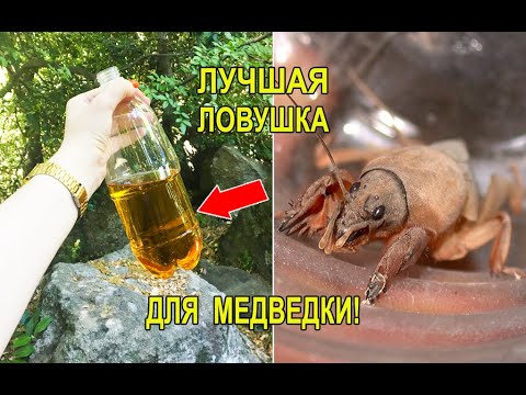 Как работает ловушка: