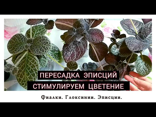 Как улучшить цветение растений: эффективные способы стимуляции. Стимулируем цветение