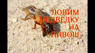 Сладкая ловушка для медведки