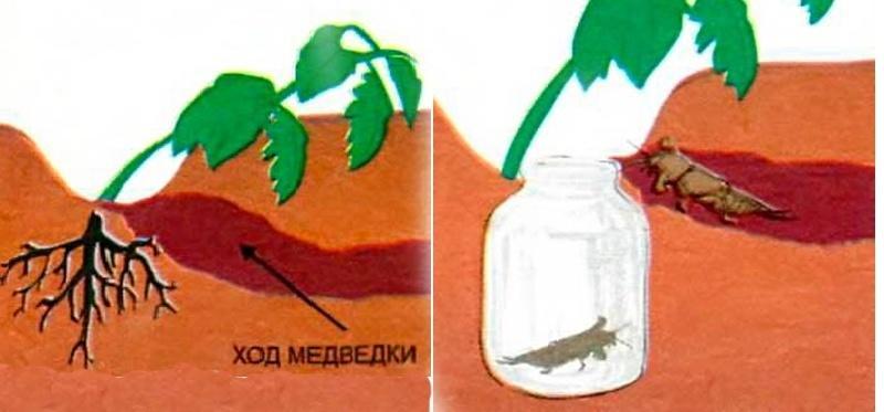 Осень – пора ловить медведку Строим ловушки правильно