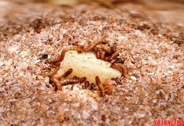 10 способов борьбы с проволочником