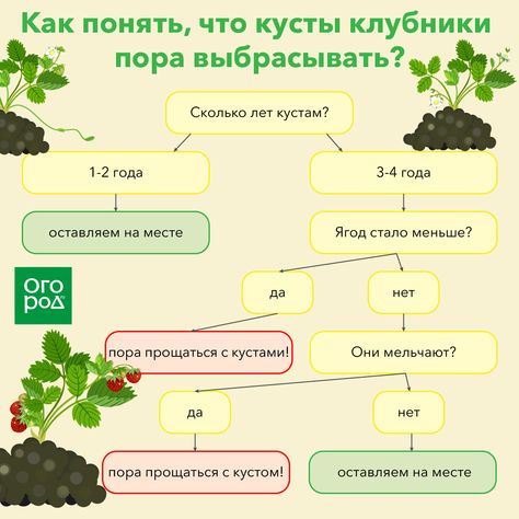 3. Слива