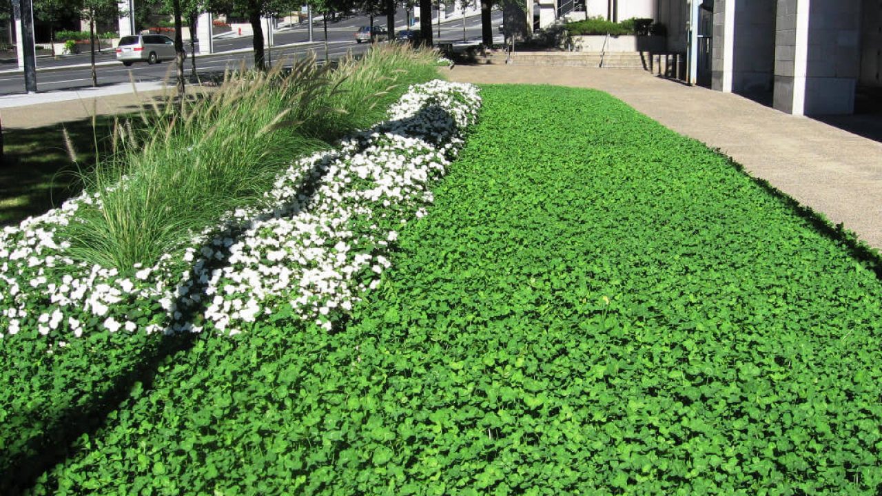 Пахизандра верхушечная (Pachysandra terminalis)