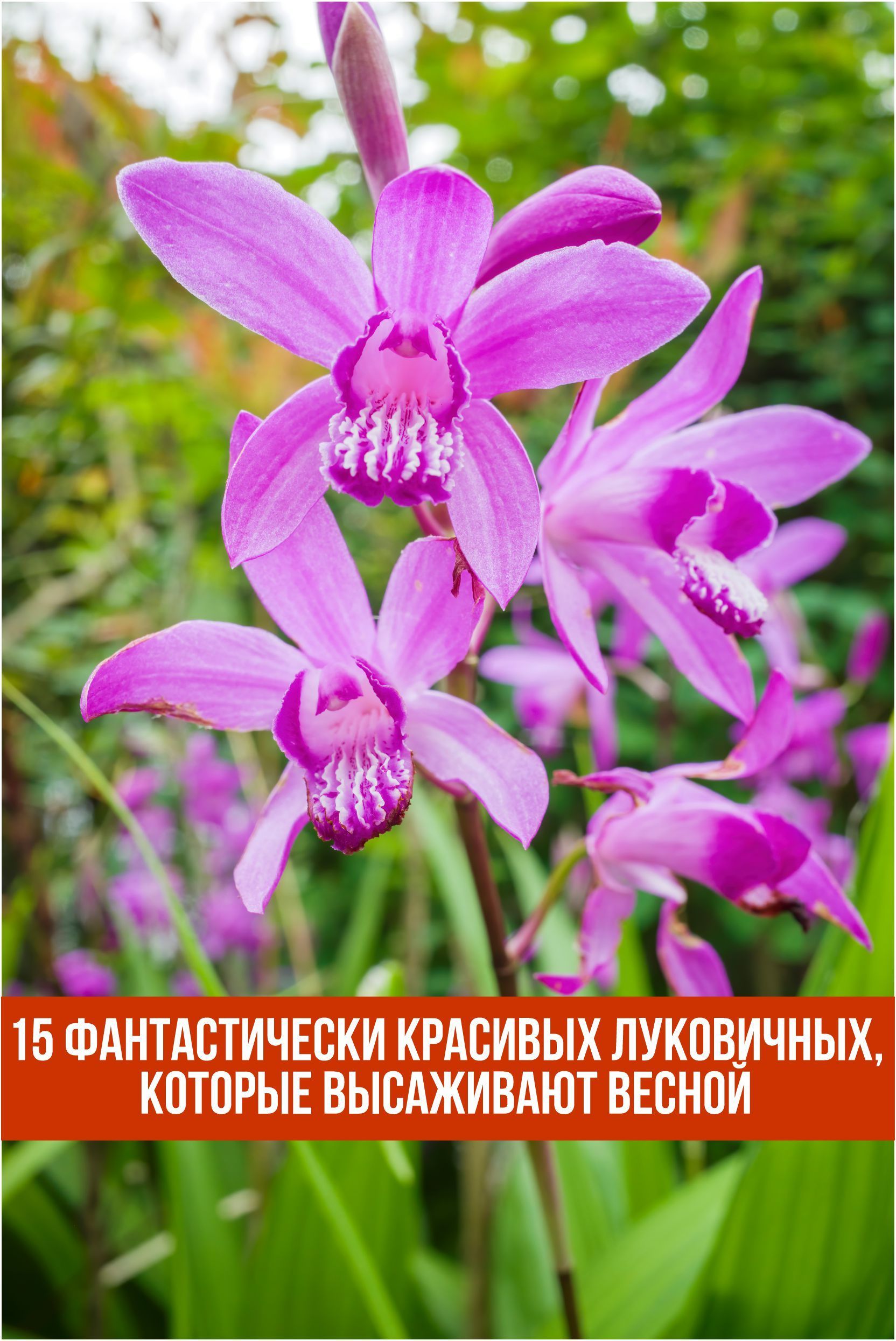 9. Орнитогалум