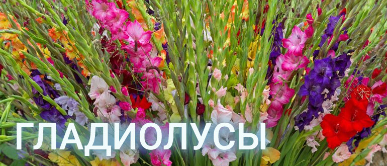 Частота обрезки