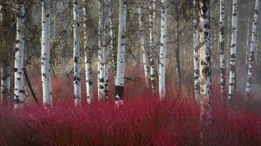 11 деревьев и кустарников с красивой корой которые украсят зимний сад