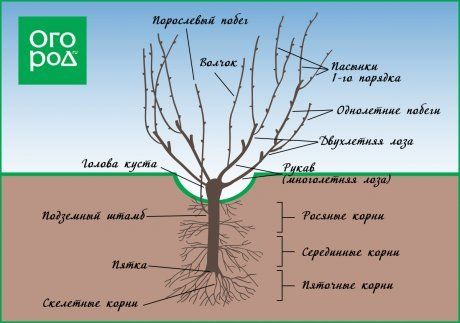 Как правильно обрезать виноград – подробная инструкция для новичков