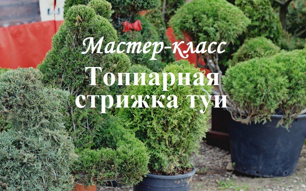 1. Выбор растения