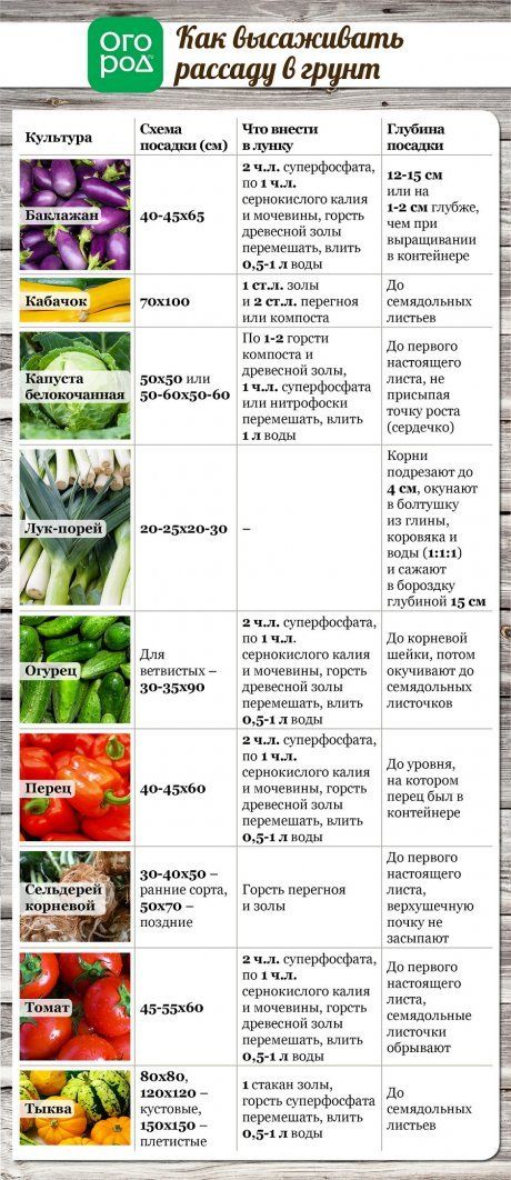 Когда высаживать рассаду в грунт все культуры в одной таблице