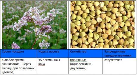 Преимущества использования итальянского просо: