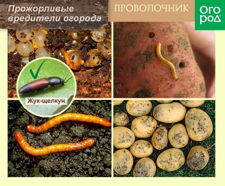 Способ 5. Приманки из корнеплодов