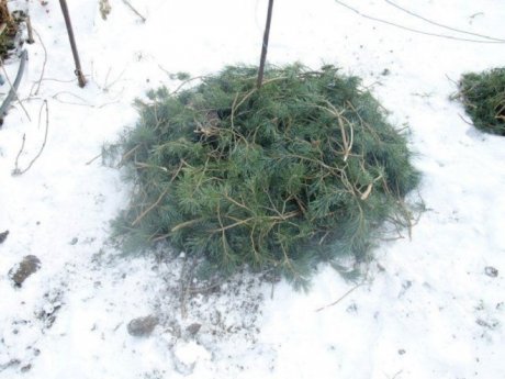 Посадка и пересадка флоксов осенью