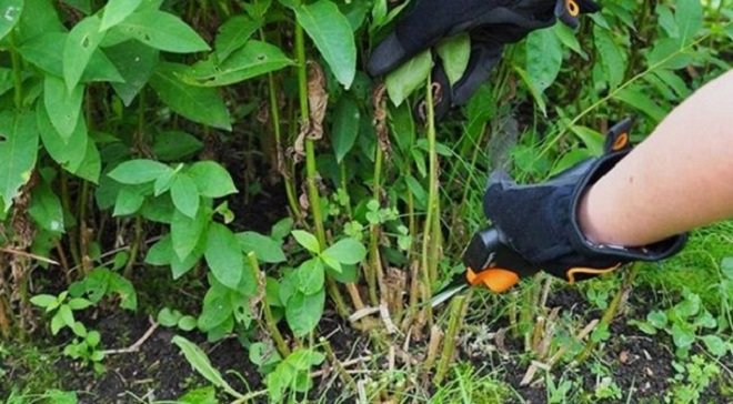 Борьба с вредителями и болезнями флоксов осенью