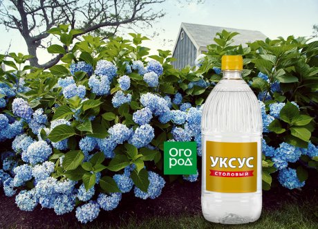 4. Отпугивание грызунов
