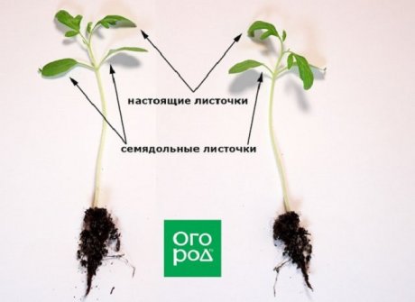 11. Неправильный уход после пикировки