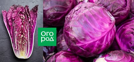 Фиолетовые овощи – королевский цвет не только для клумбы