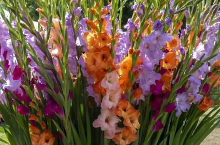 Выбирайте качественный посадочный материал