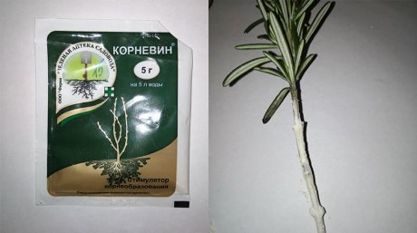 Как вырастить розмарин из магазинной веточки