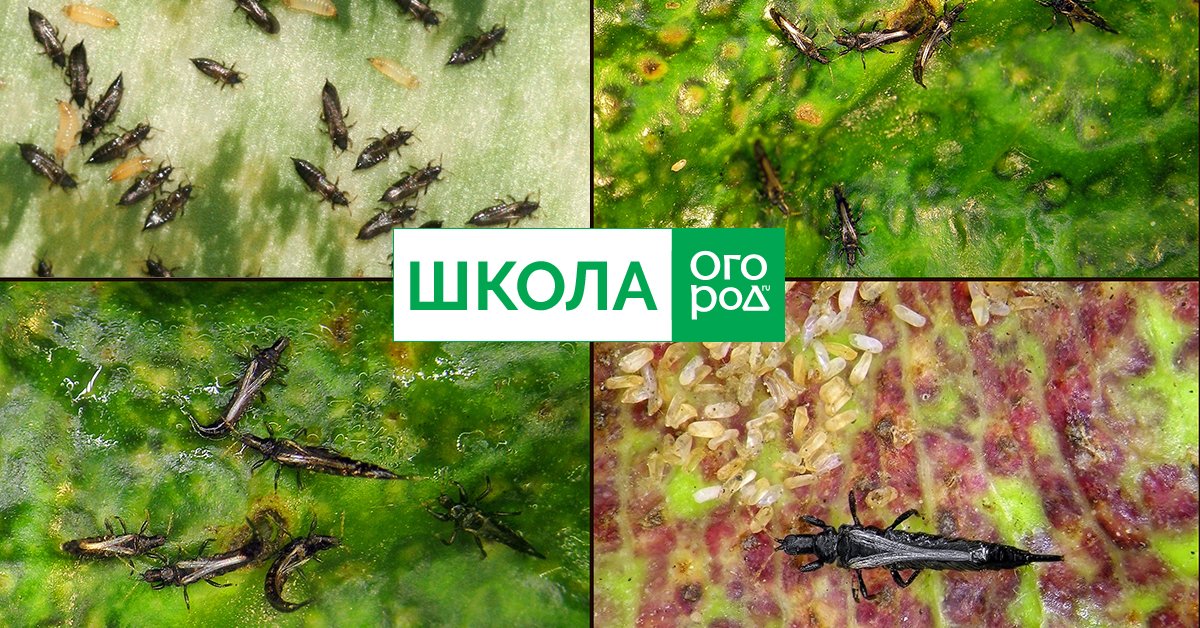 Трипсы на рассаде – как обнаружить и как избавиться