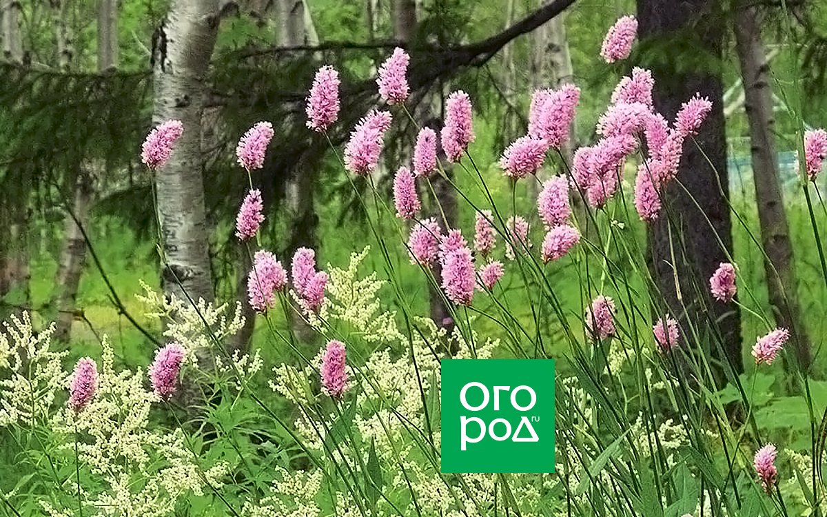Клевер золотистый (шуршащий)